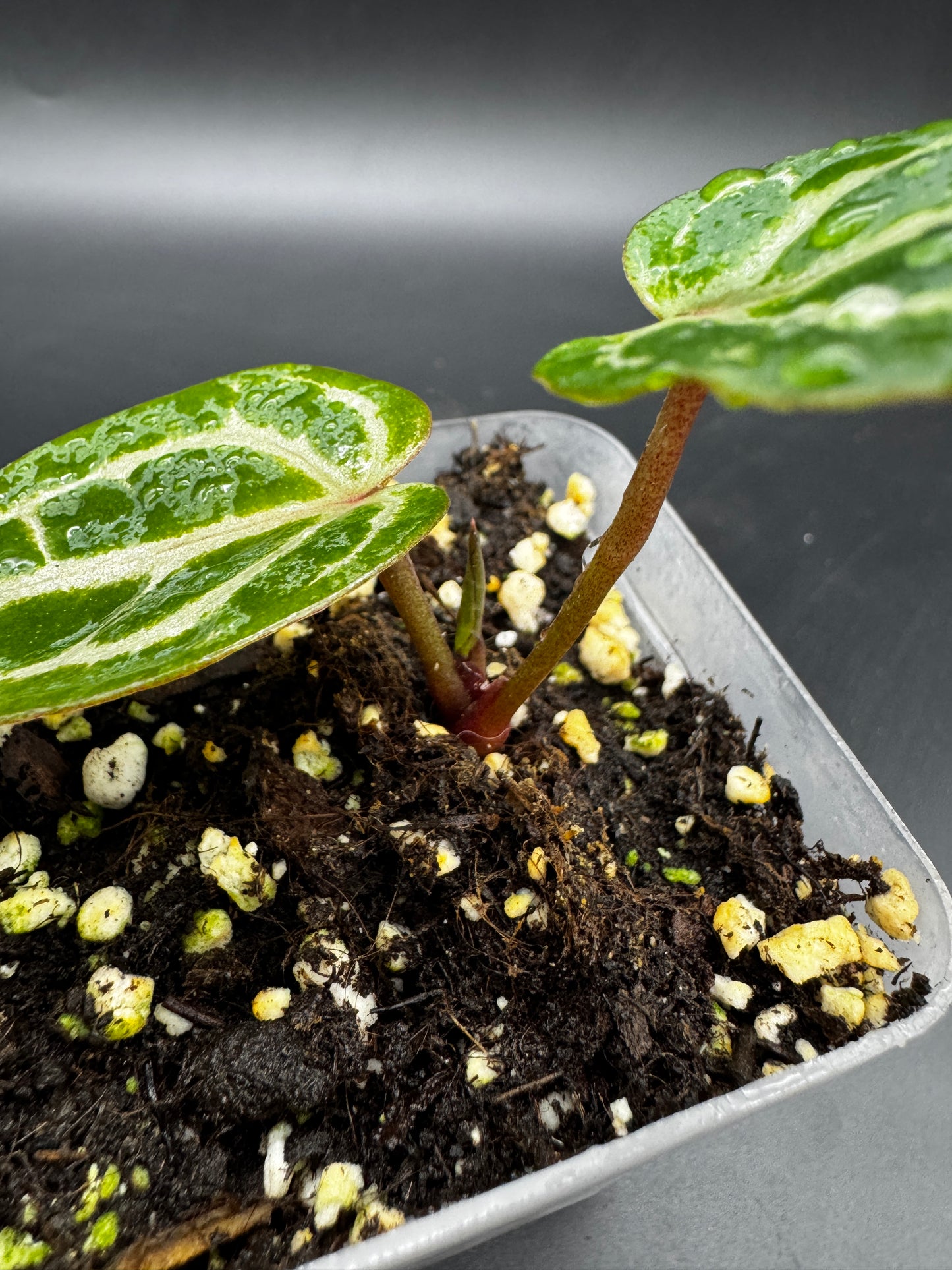 Anthurium Michelle x Michelle
