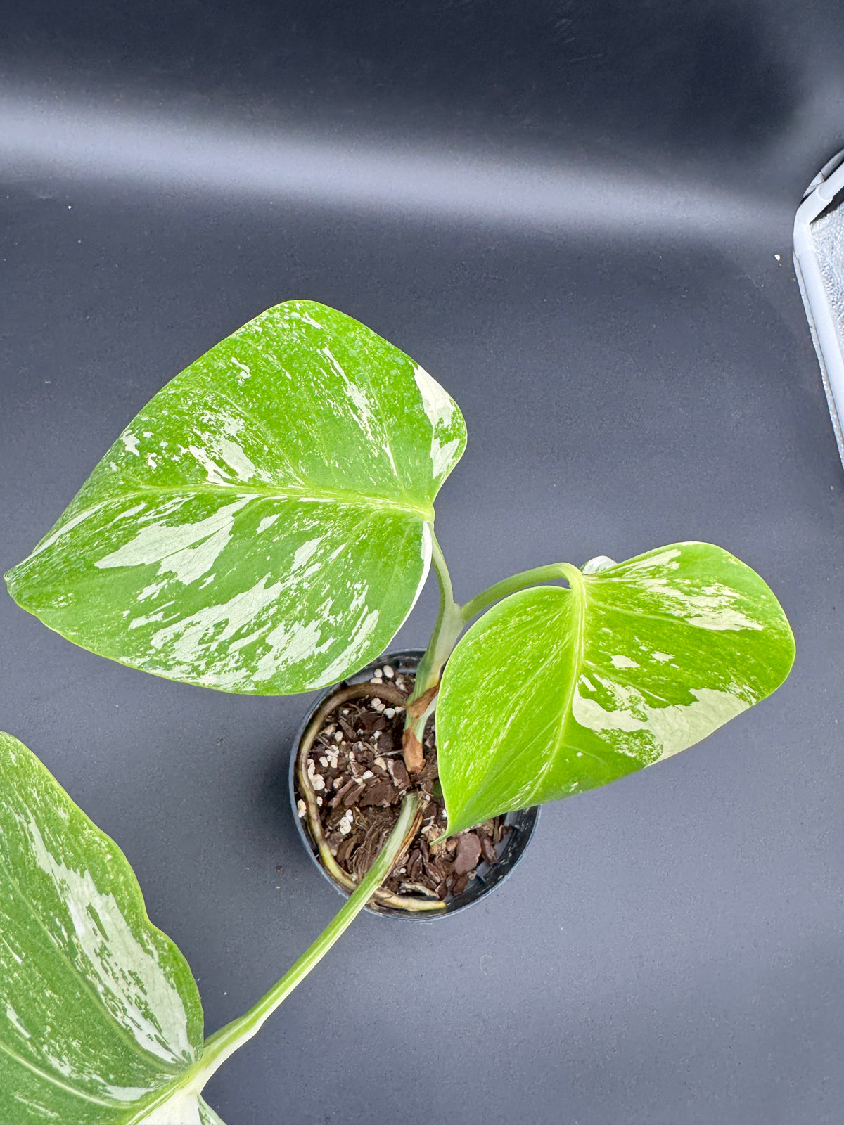 Monstera deliciosa variegata