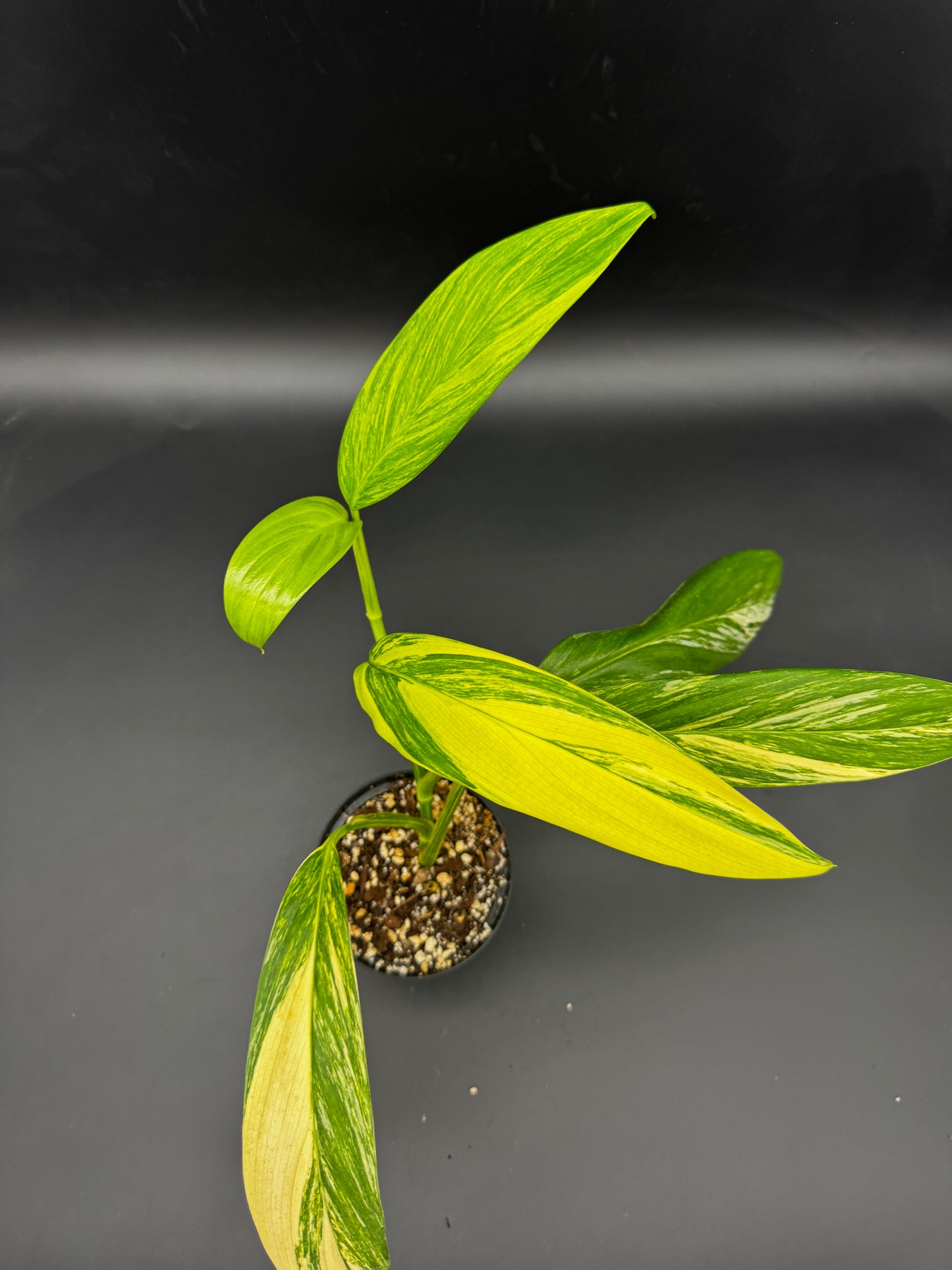 Epipremnum Amplissimum Aurea variegata