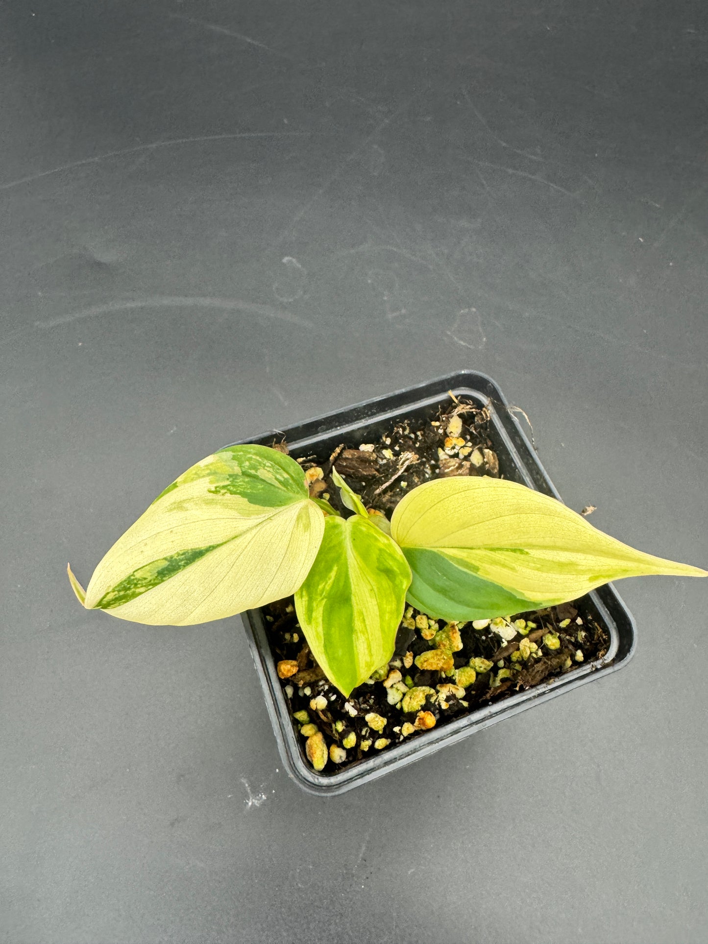 Philodendron micans variegata