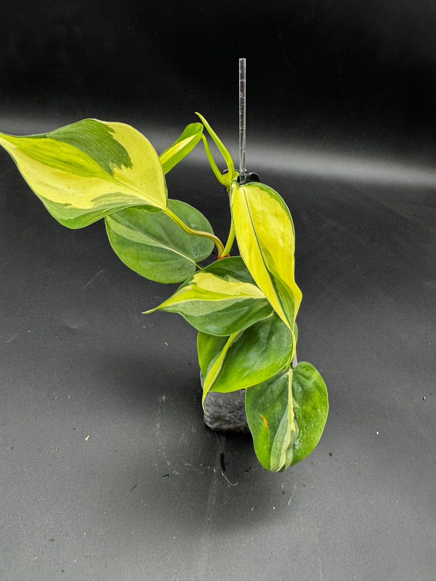 Philodendron hederaceum Rio