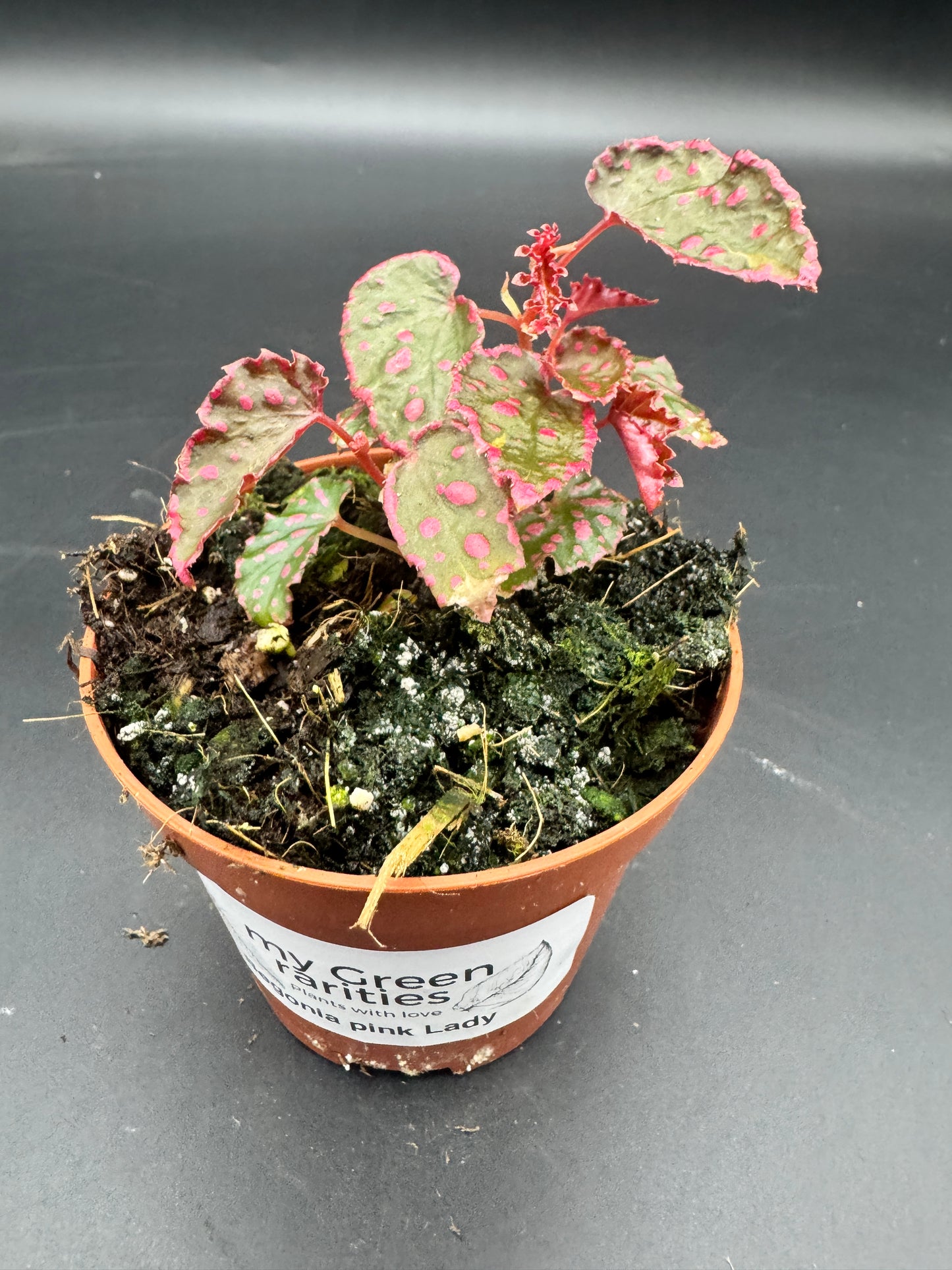 Begonia pink Lady