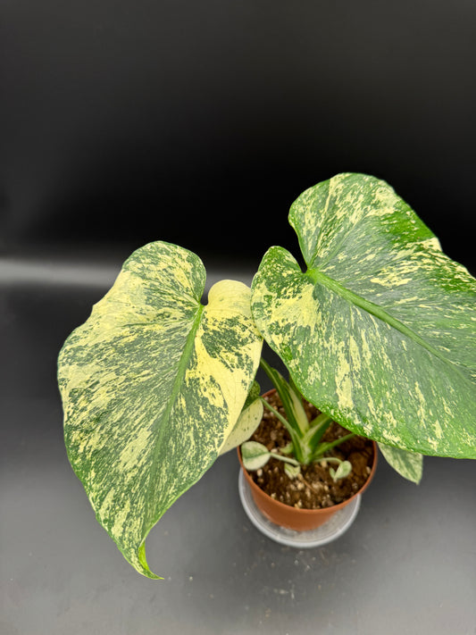 Monstera mint variegata