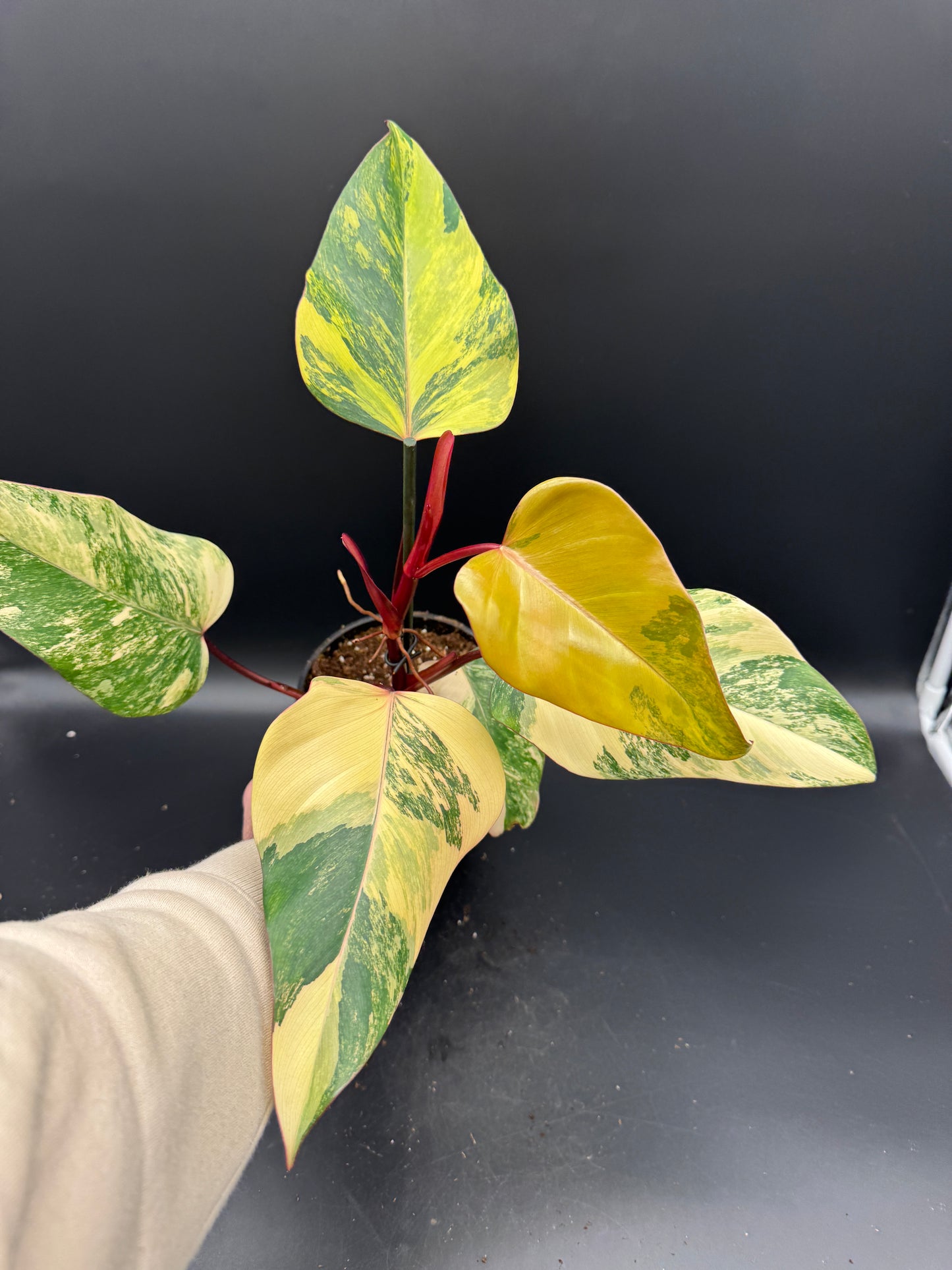 Philodendron Strawberry Shake