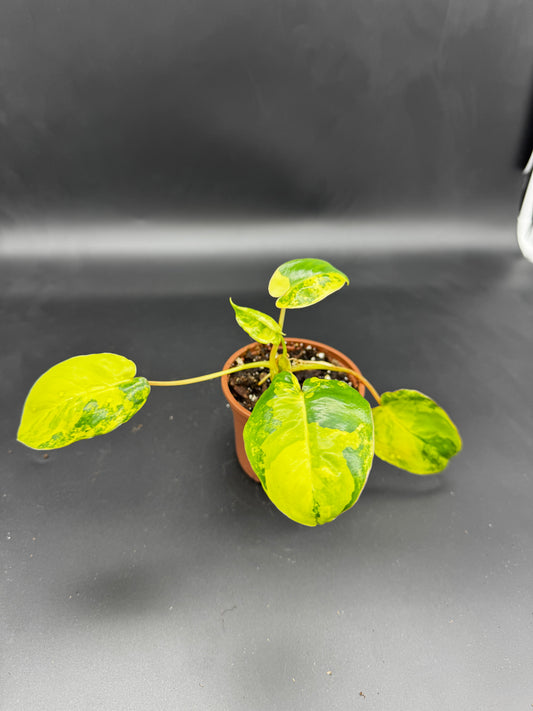 Philodendron burle marx variegata