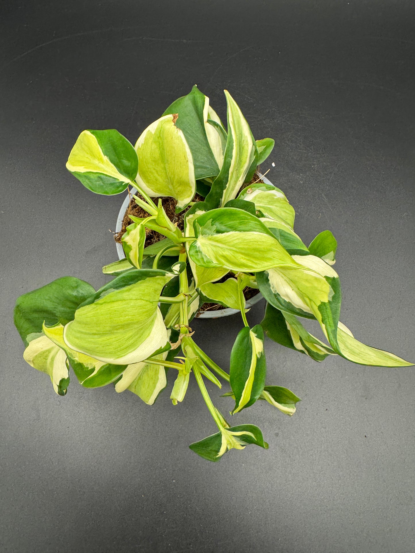 Philodendron cream splash