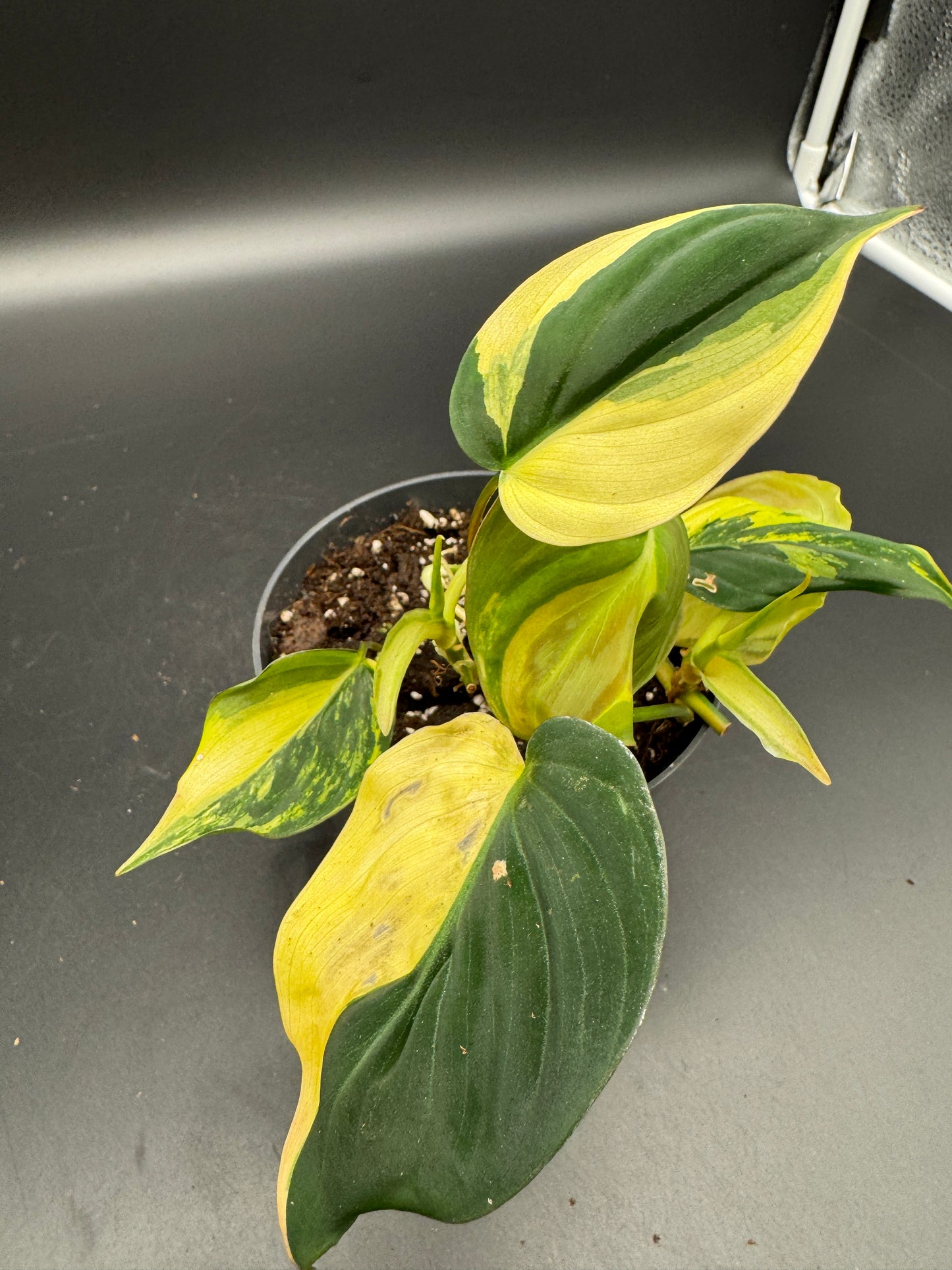 Philodendron micans variegata