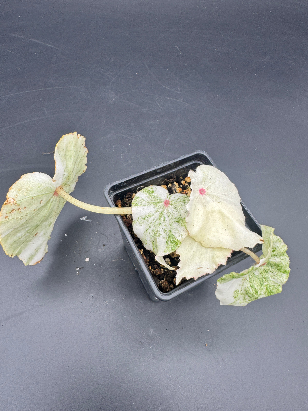 Begonia Rouge variegata