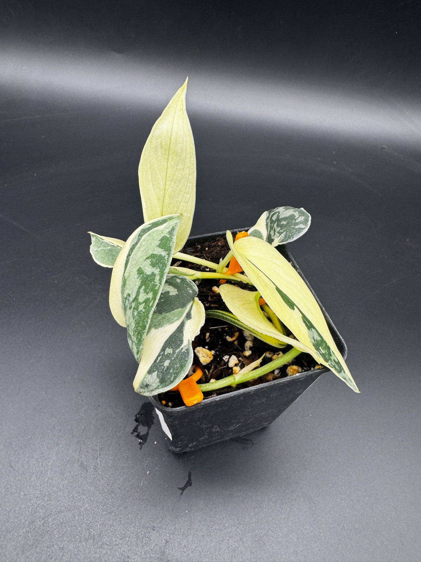 Scindapsus Collector’s Trio