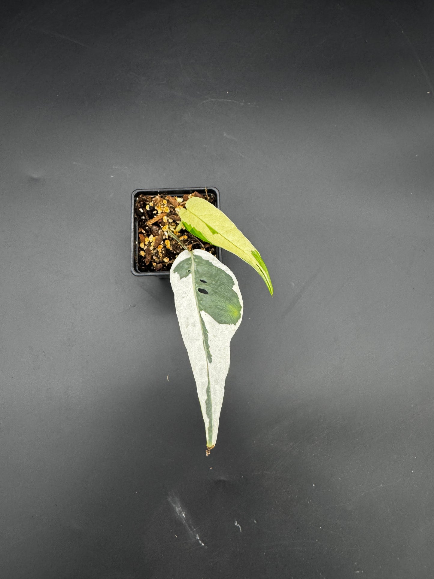 Epipremnum pinnatum Ghostie