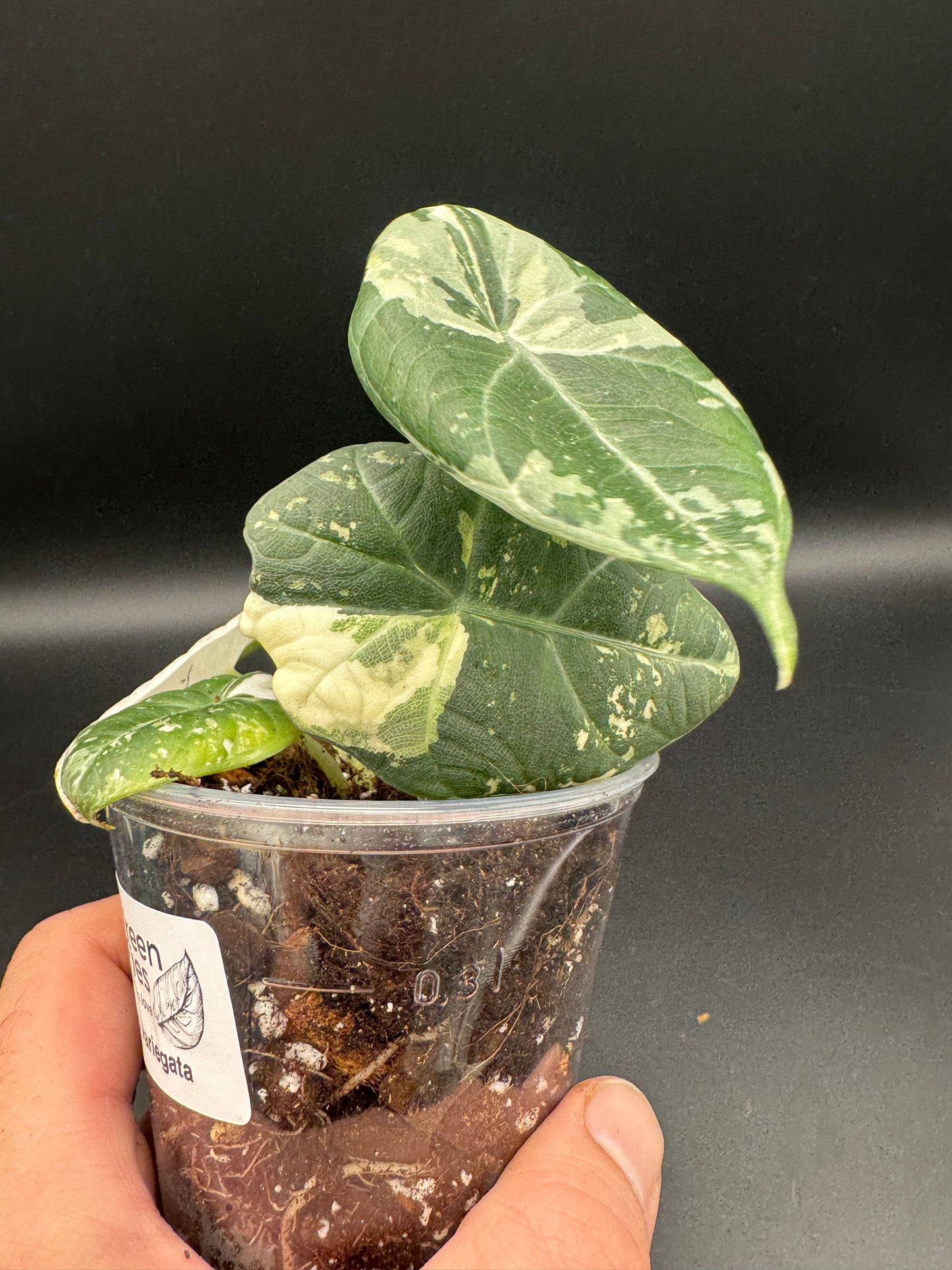 Alocasia maharani albo variegata