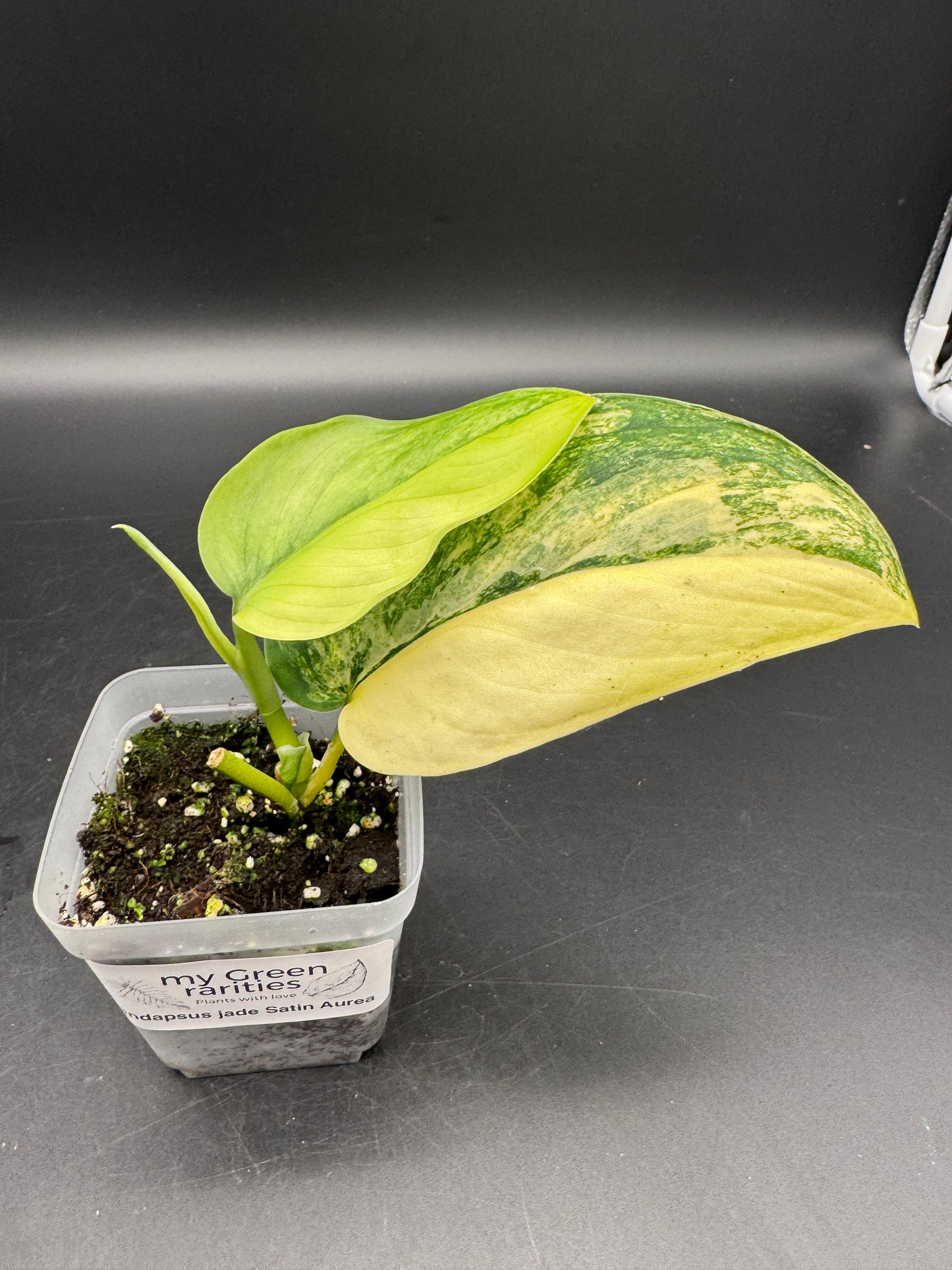 Scindapsus Jade Satin Aurea variegata