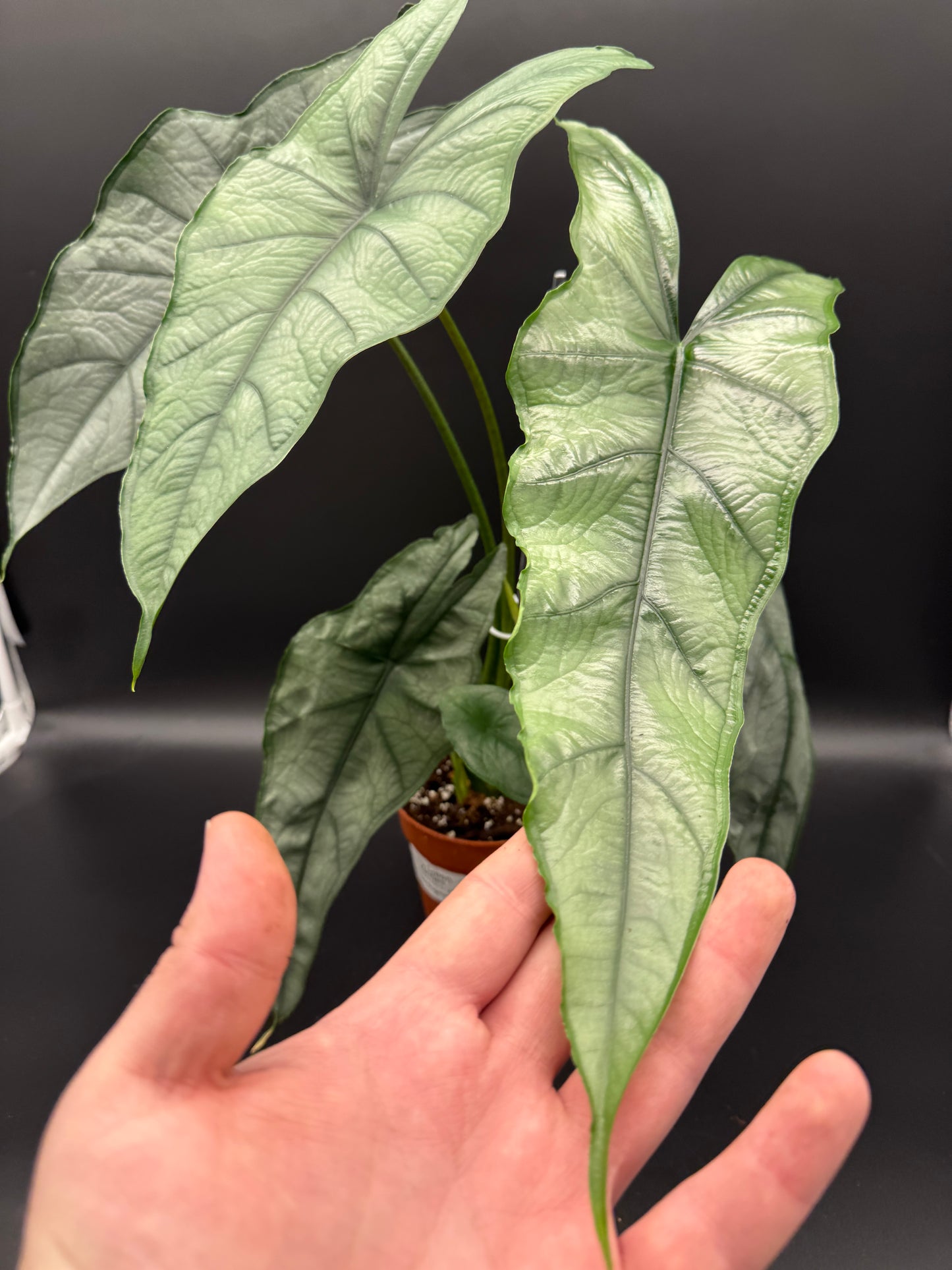 Alocasia Heterophylla ”Dragon's Breath“