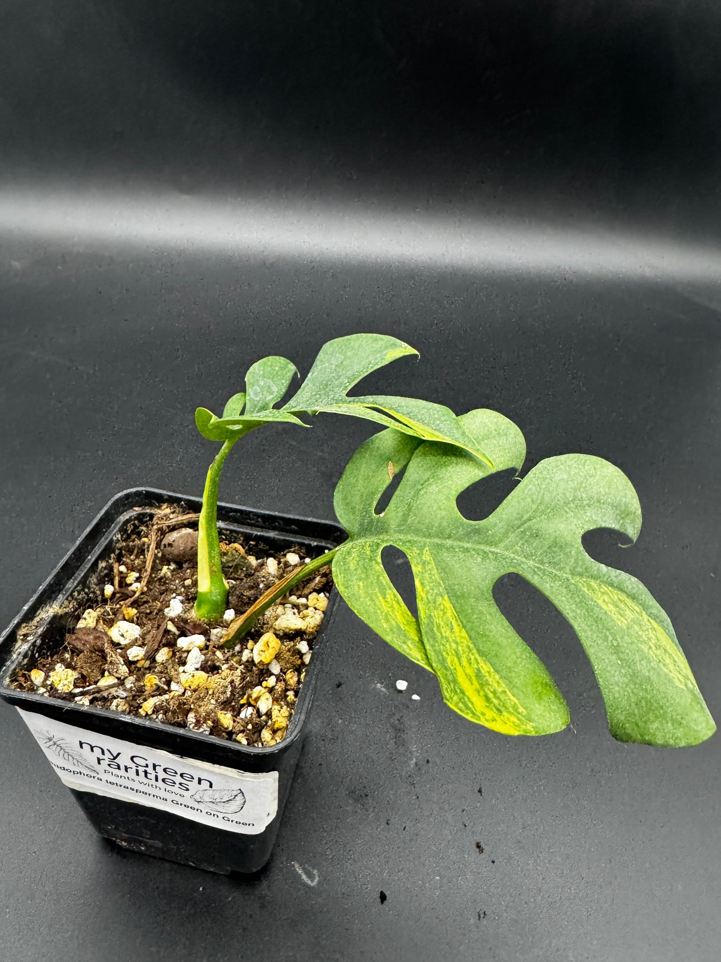 Rhaphidophora tetrasperma Green on Green variegata