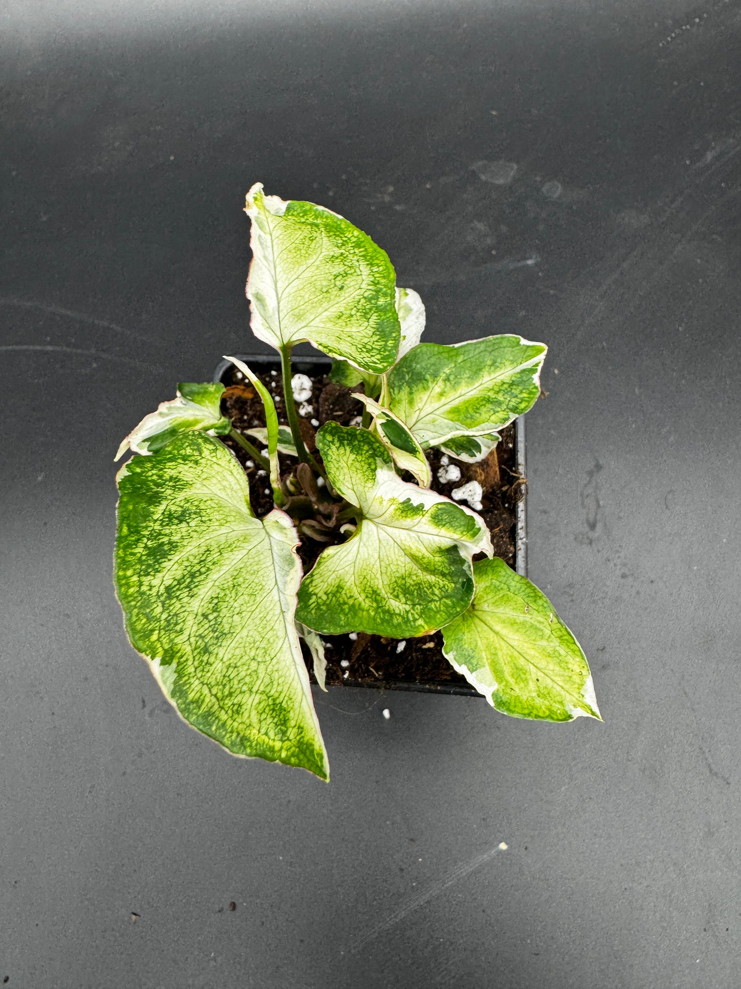 Syngonium Starlite
