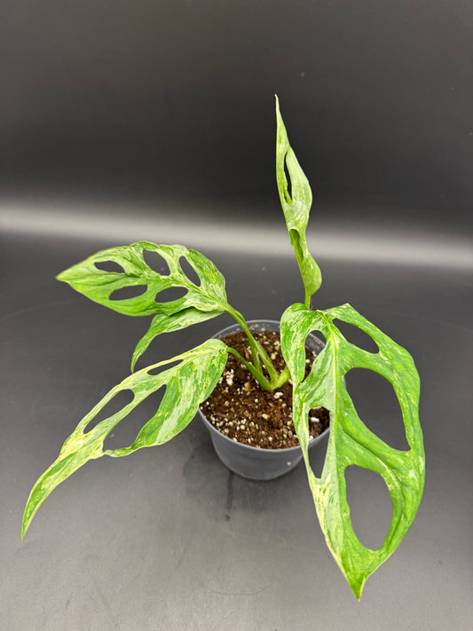 Monstera Adansonii Indonesien marble