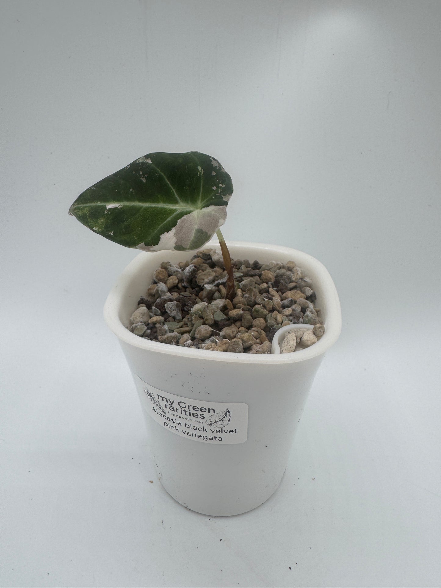 Alocasia Black velvet