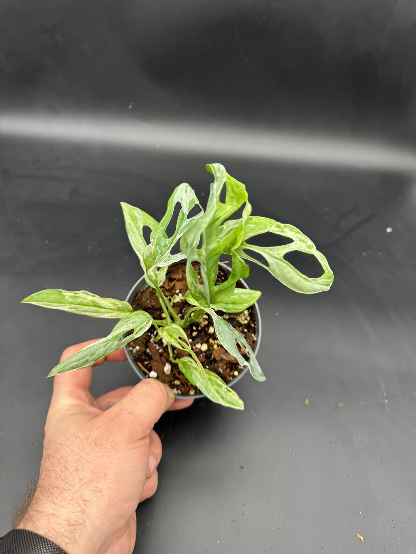 Monstera Adansonii Indonesien marble