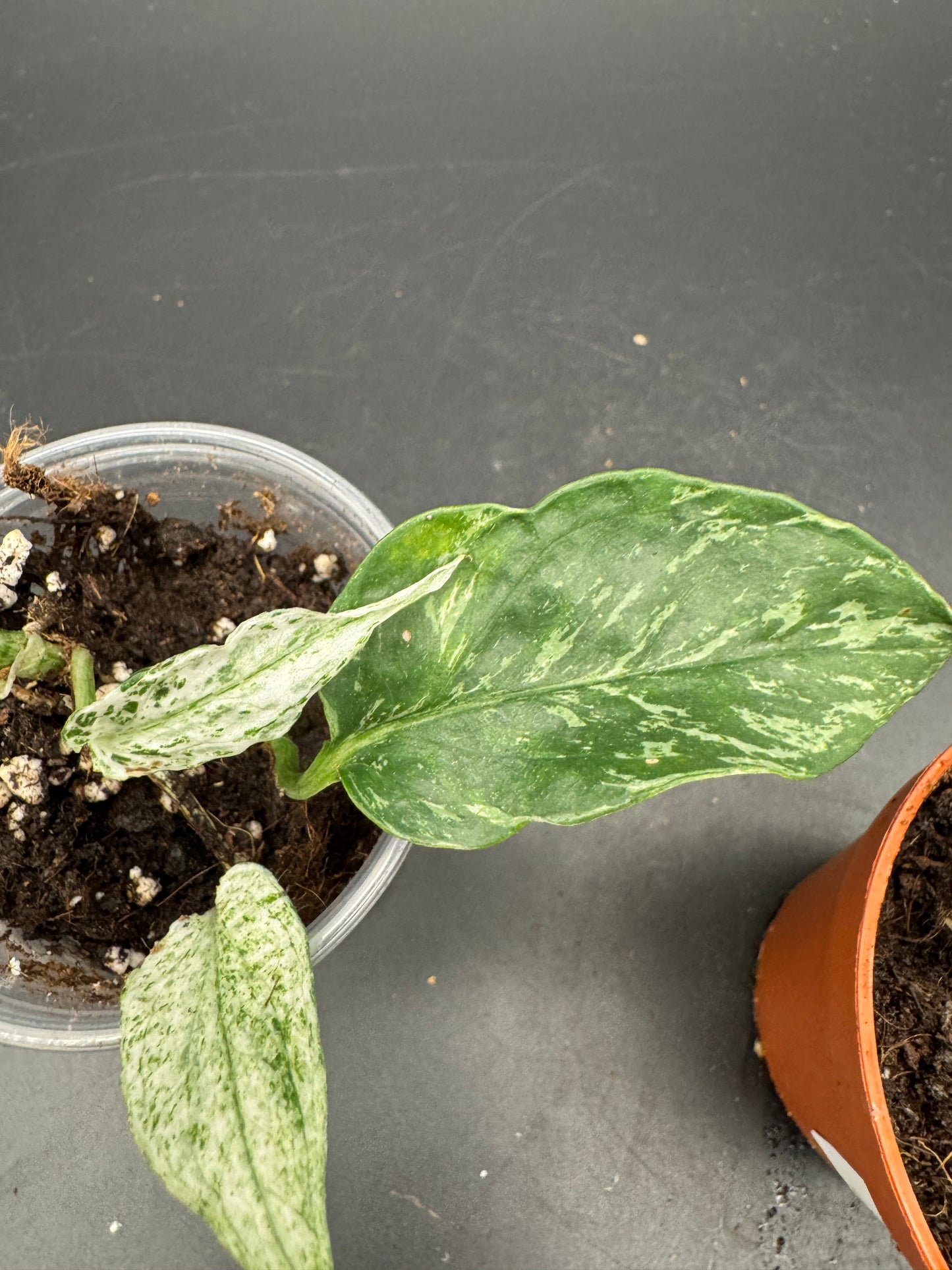 Epipremnum pinnatum Domino