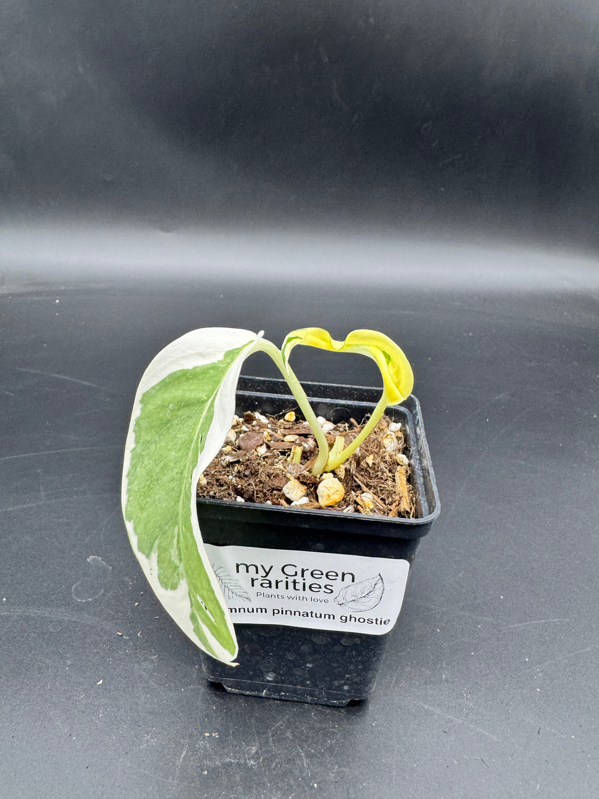 Epipremnum pinnatum Ghostie