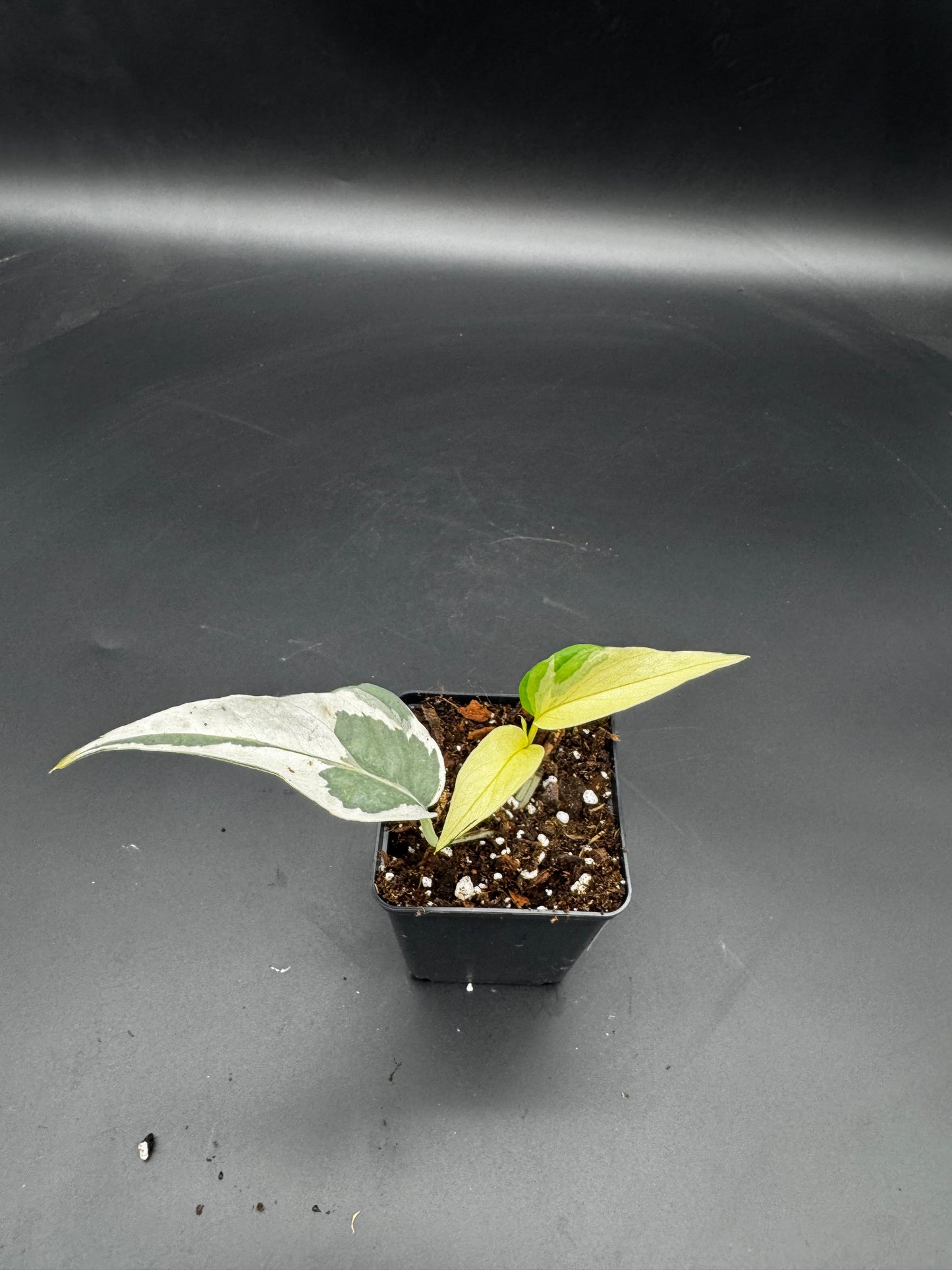 Epipremnum collector‘s Trio