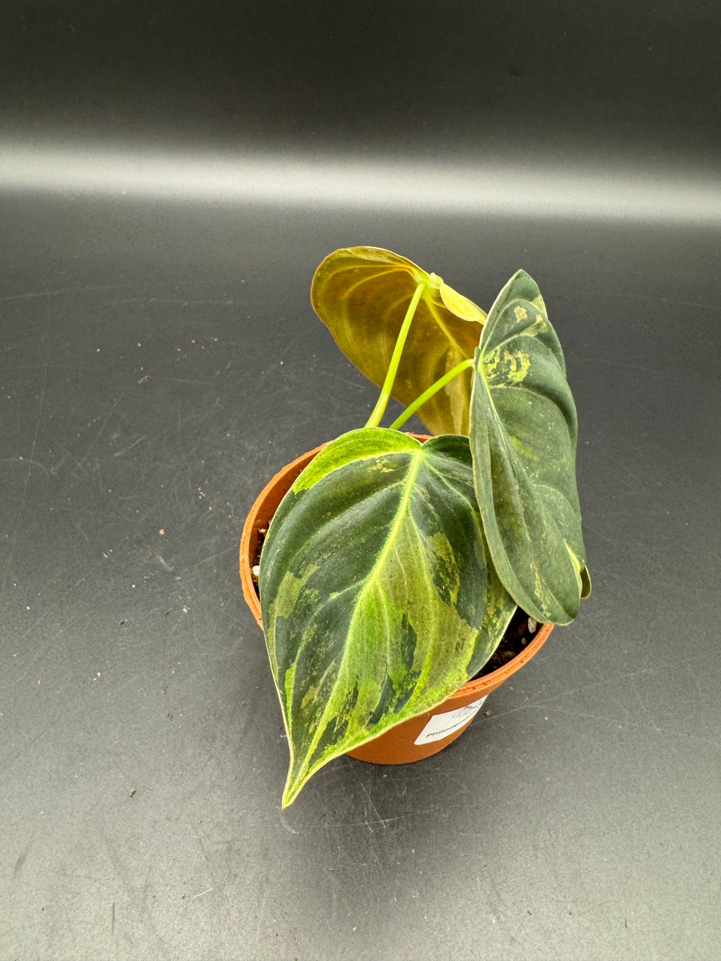 Philodendron melanochrysum variegata