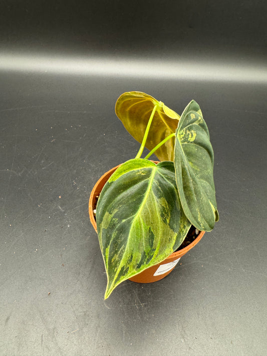 Philodendron melanochrysum variegata