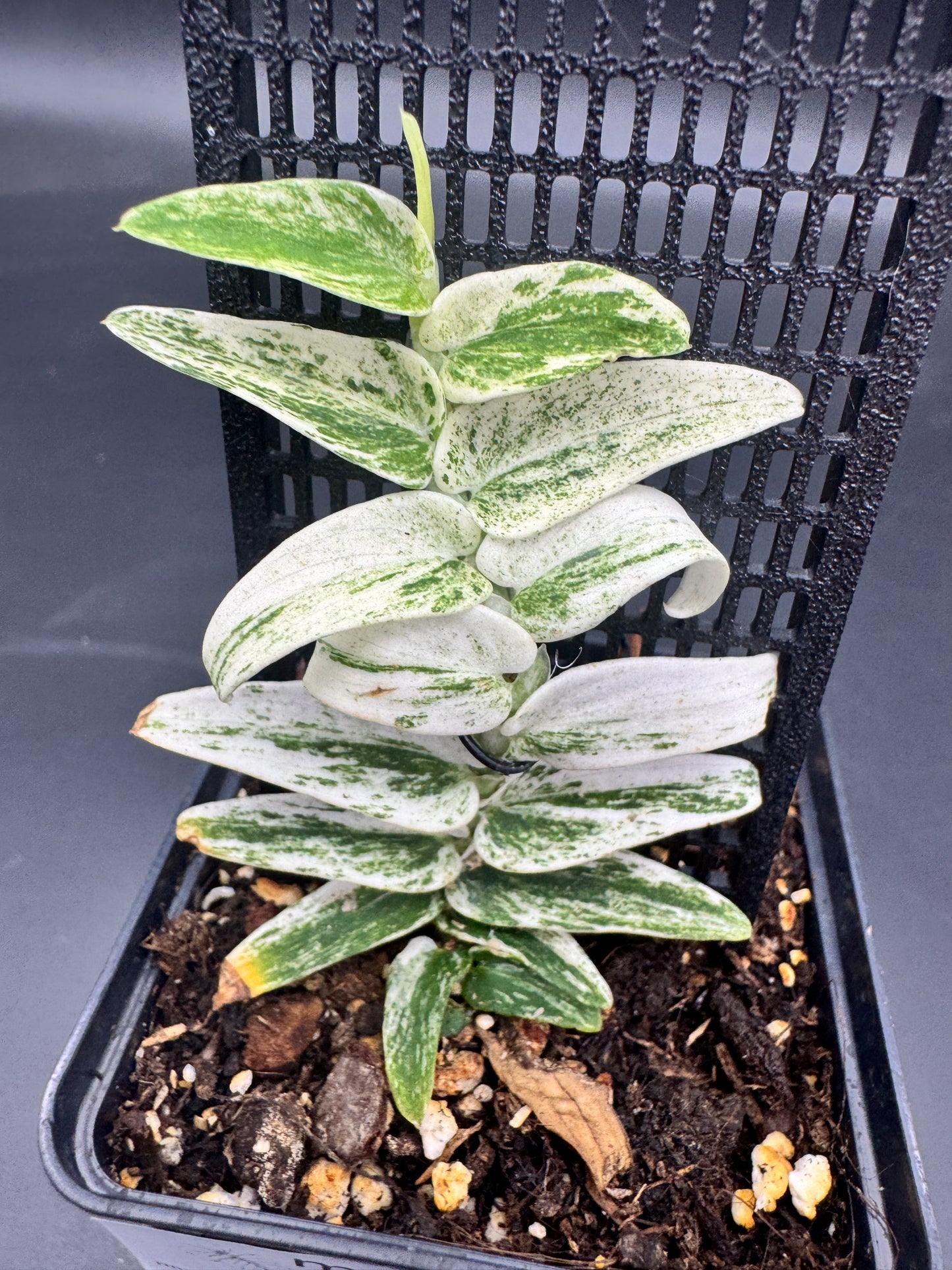 Rhaphidophora Tenuis Silver white Marble variegata