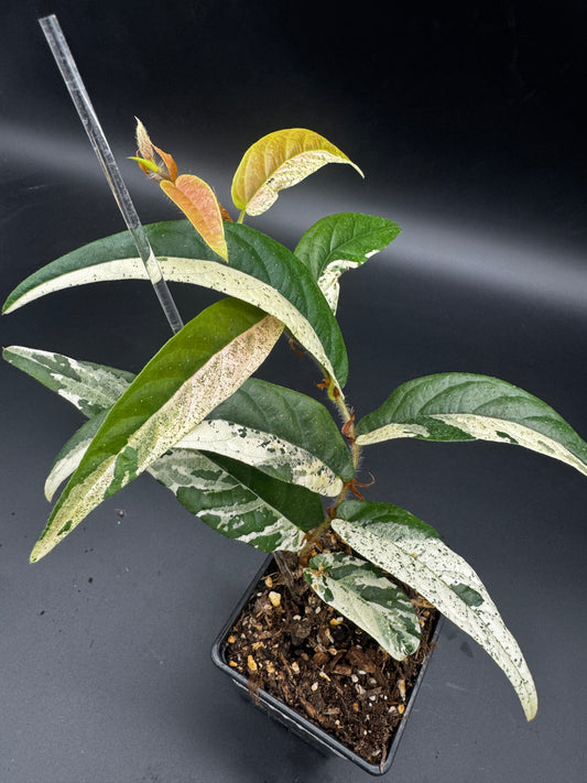 Ficus Sagittata Pink Variegata