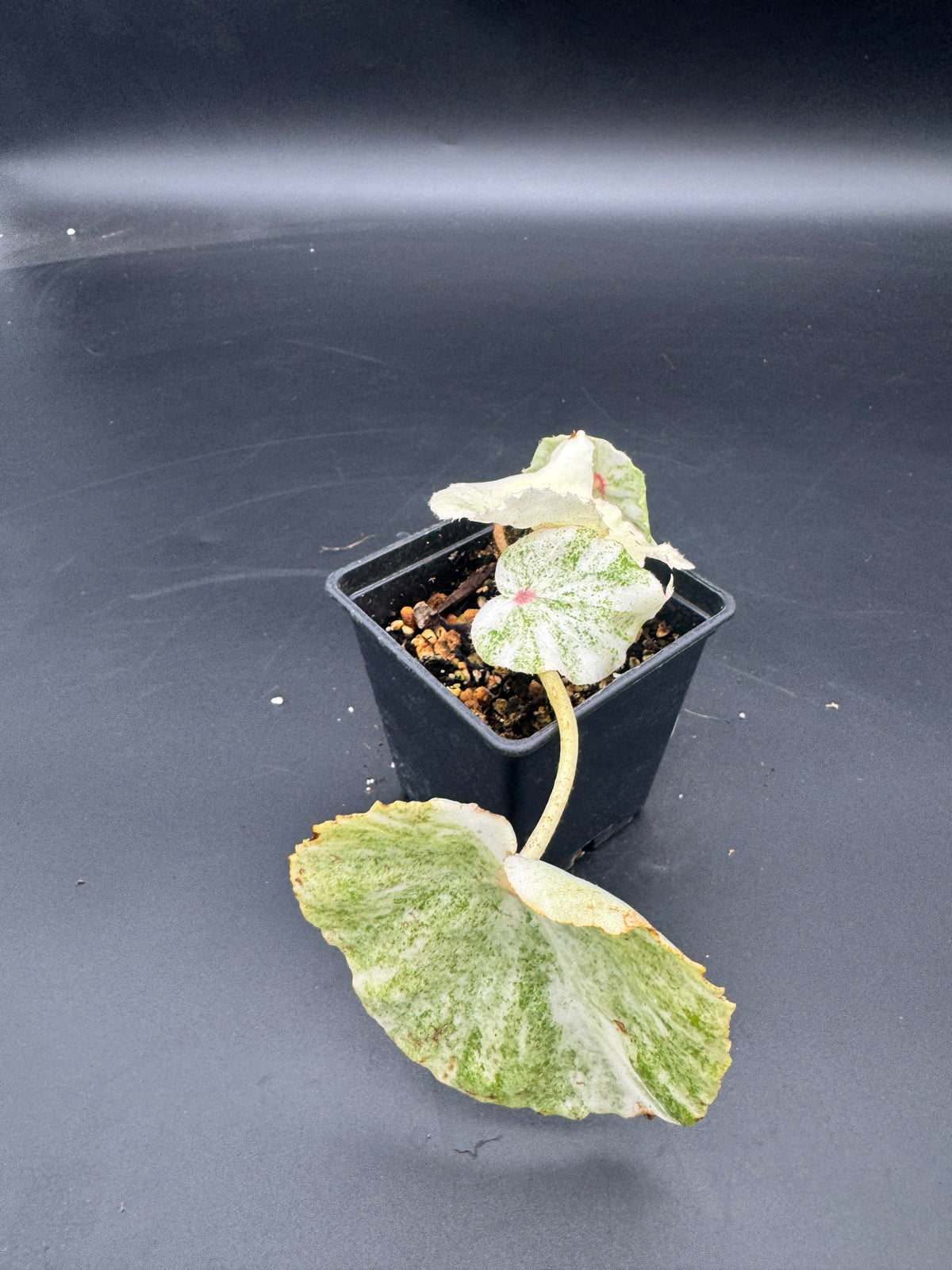 Begonia Rouge variegata