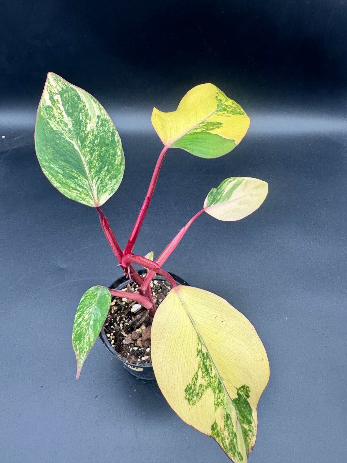 Philodendron Strawberry Shake