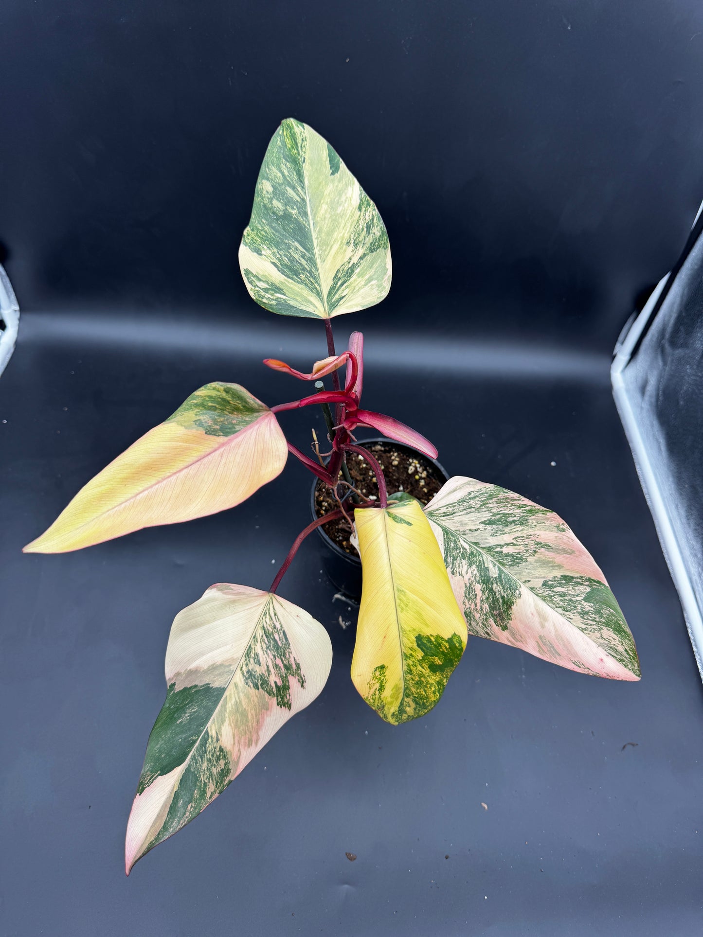 Philodendron strawberry Shake