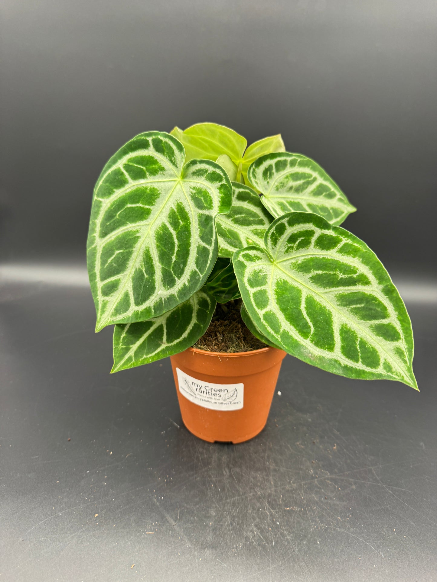 Anthurium Silver blush