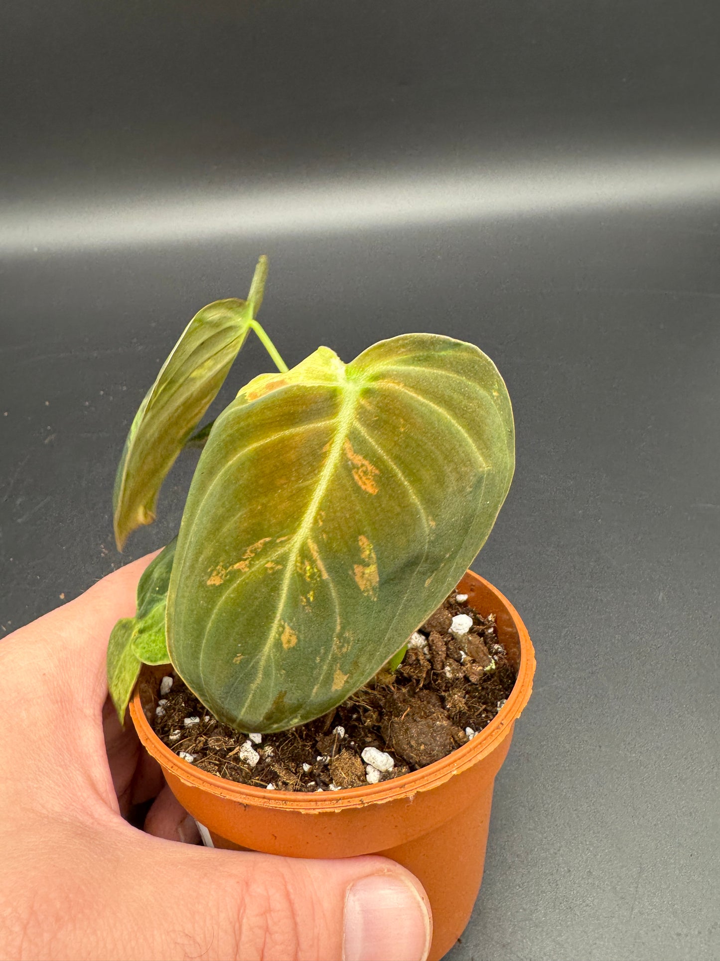 Philodendron melanochrysum variegata
