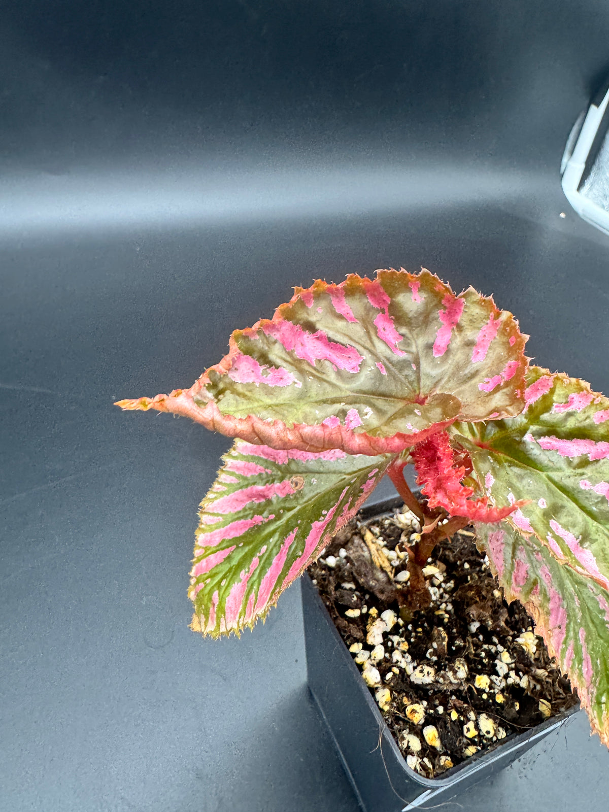 Begonia Brevirimosa