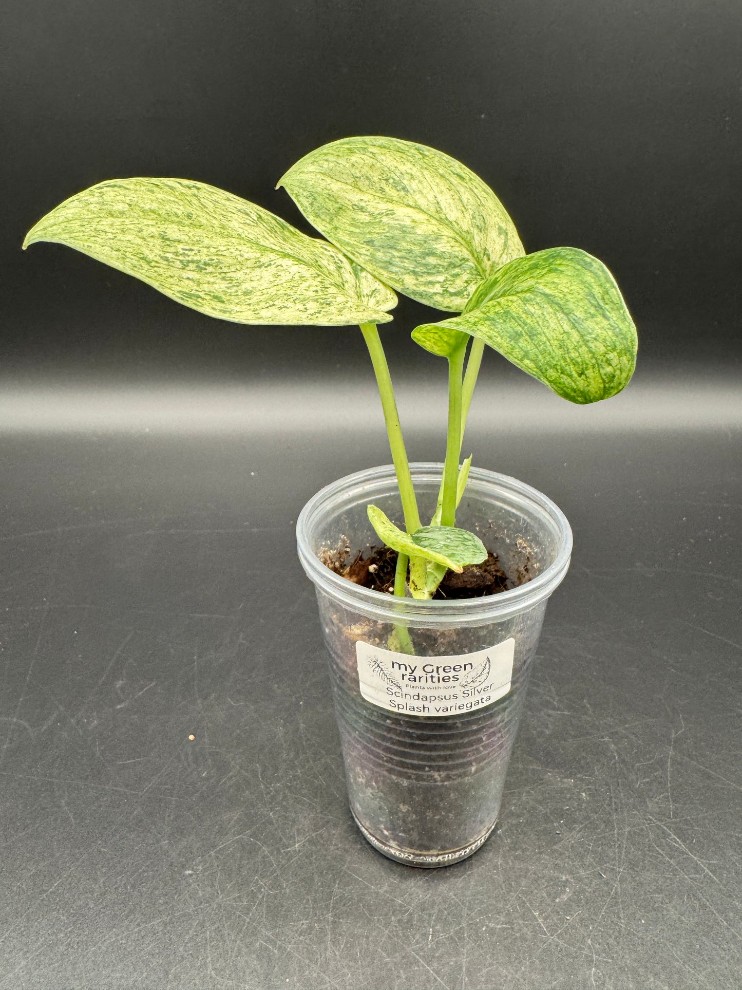 Scindapsus Silver Splash variegata