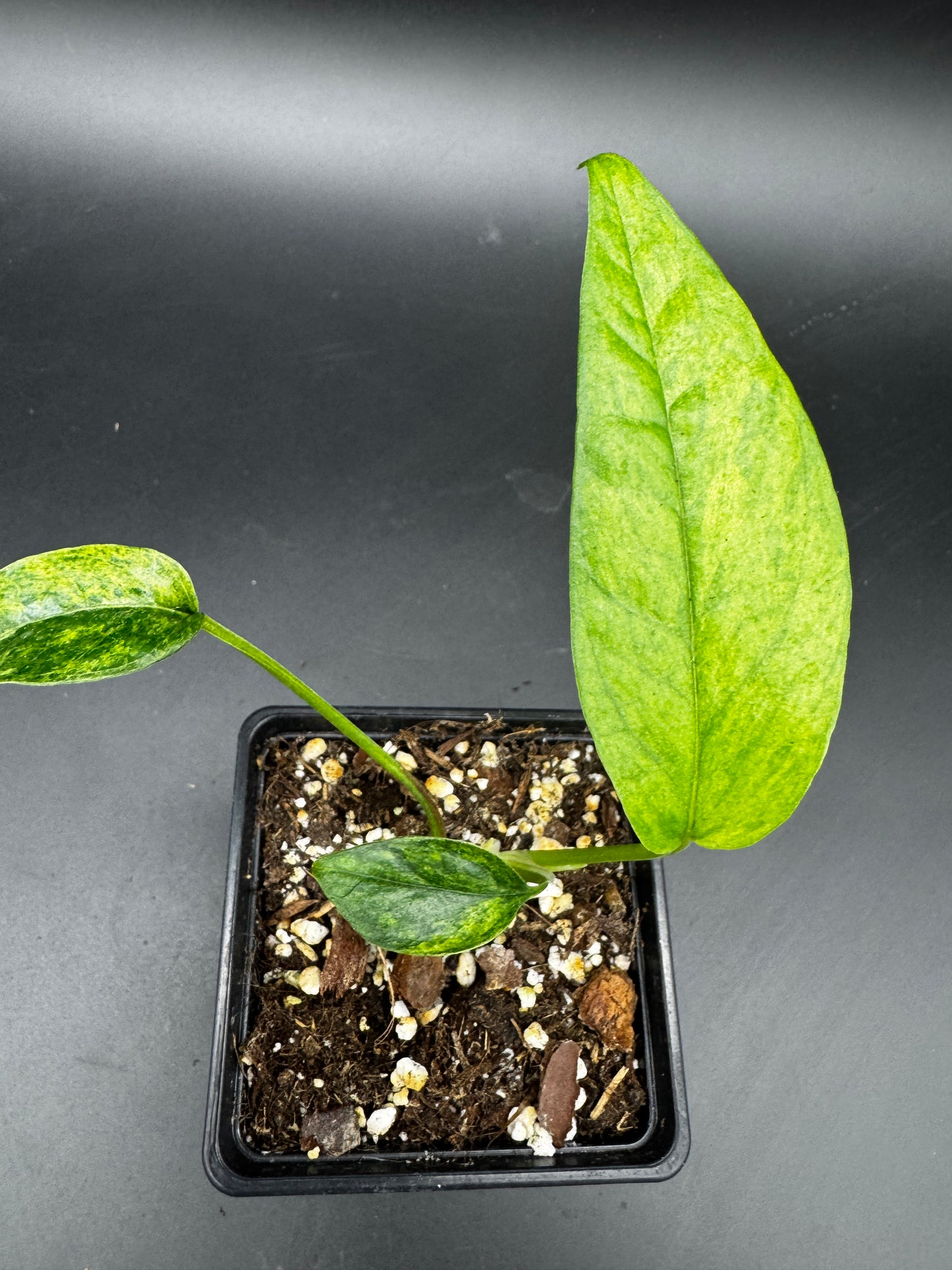 Epipremnum pinnatum mint variegata