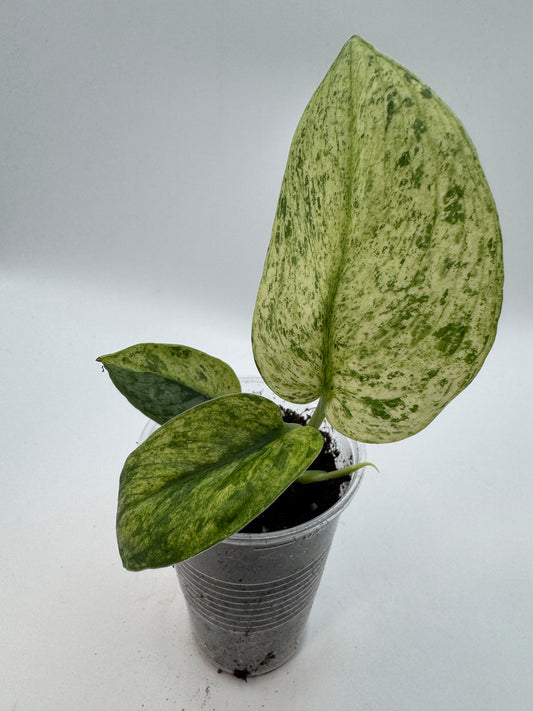 Scindapsus Silver Splash var.