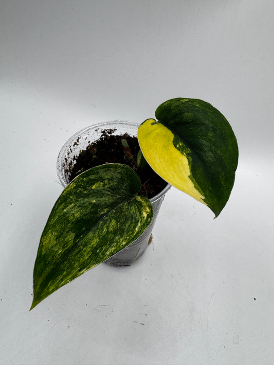 Scindapsus Jade Satin Aurea variegata