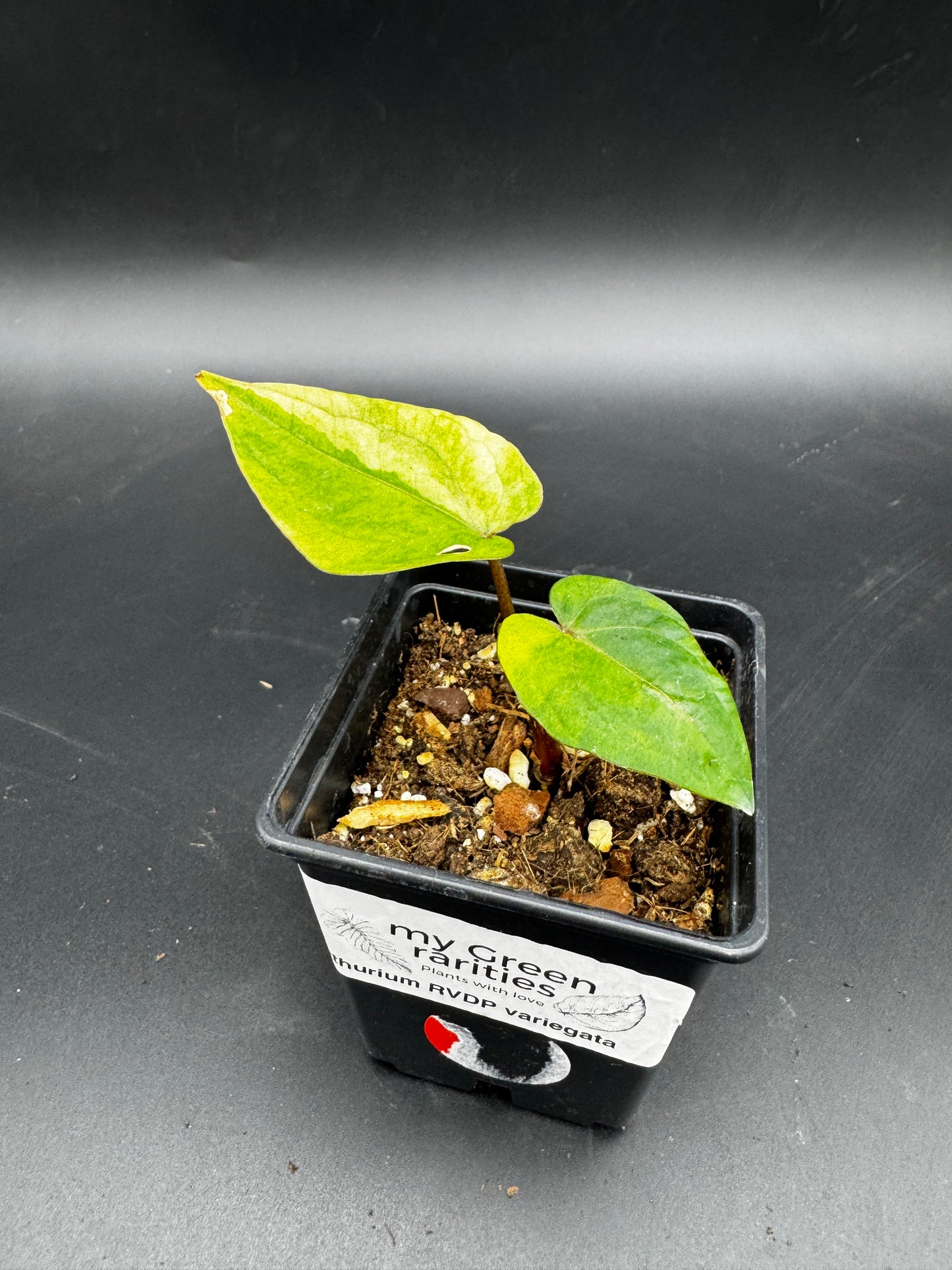 Anthurium RVDP (Red Vein Dark Phoenix) variegata