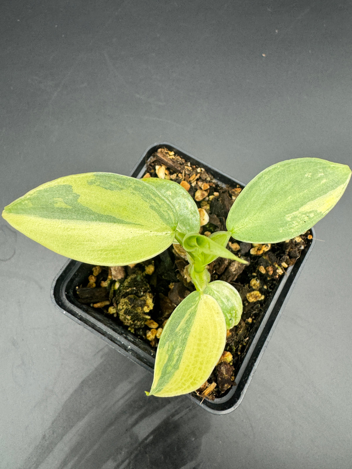 Philodendron Silver sword variegata