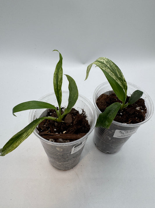 Rhaphidophora Megasperma variegata