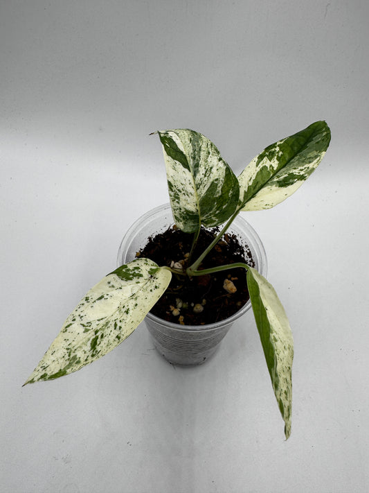 Epipremnum pinnatum Cebu Blue Marble variegata