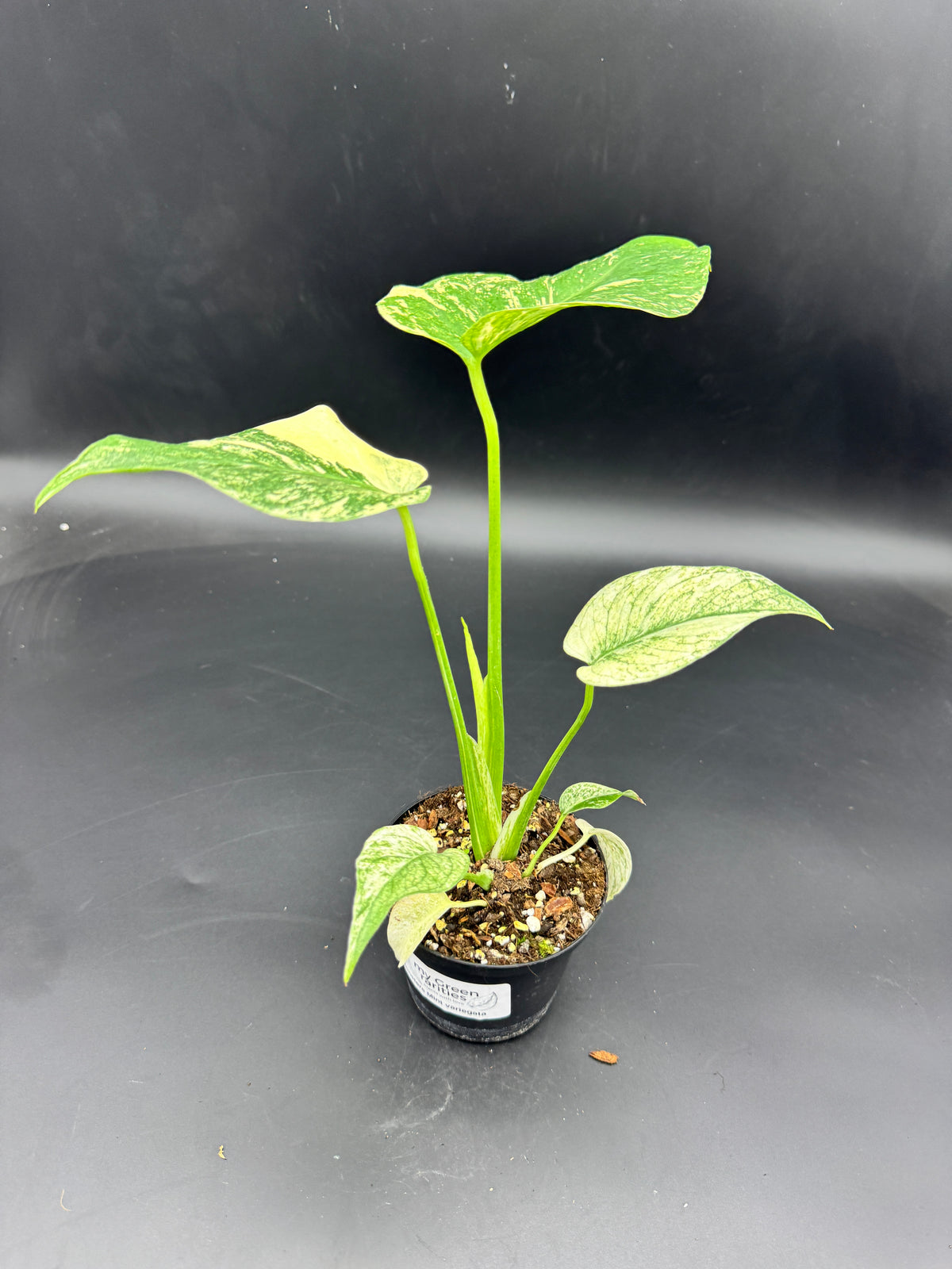 Monstera mint variegata