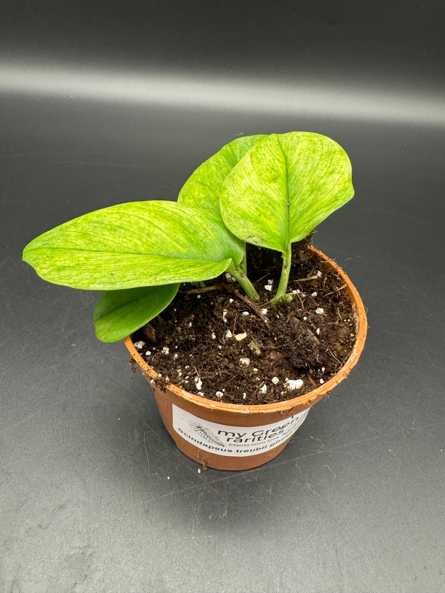 Scindapsus treubii ghost mint variegata