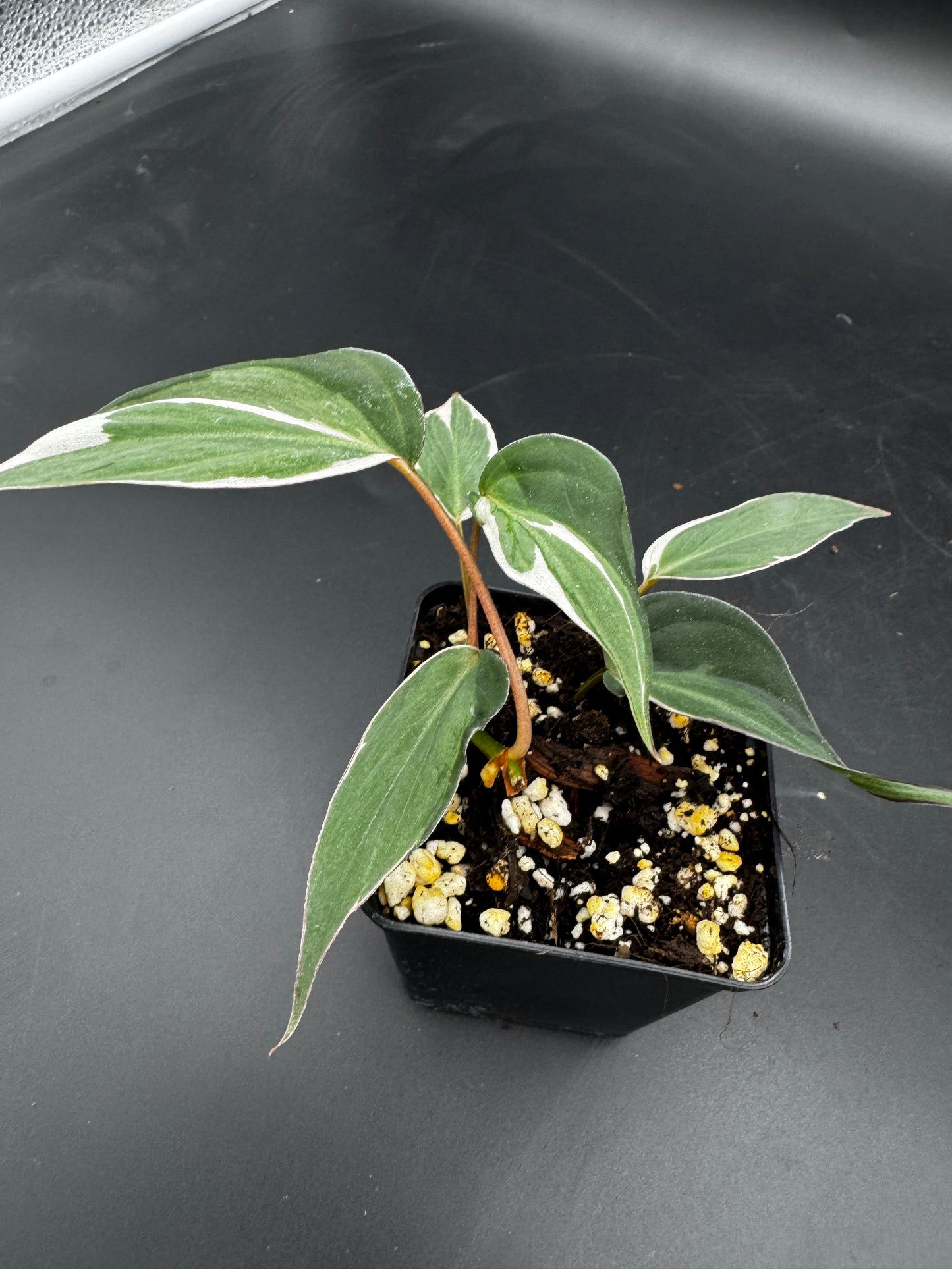 Philodendron micans velvet halo variegata
