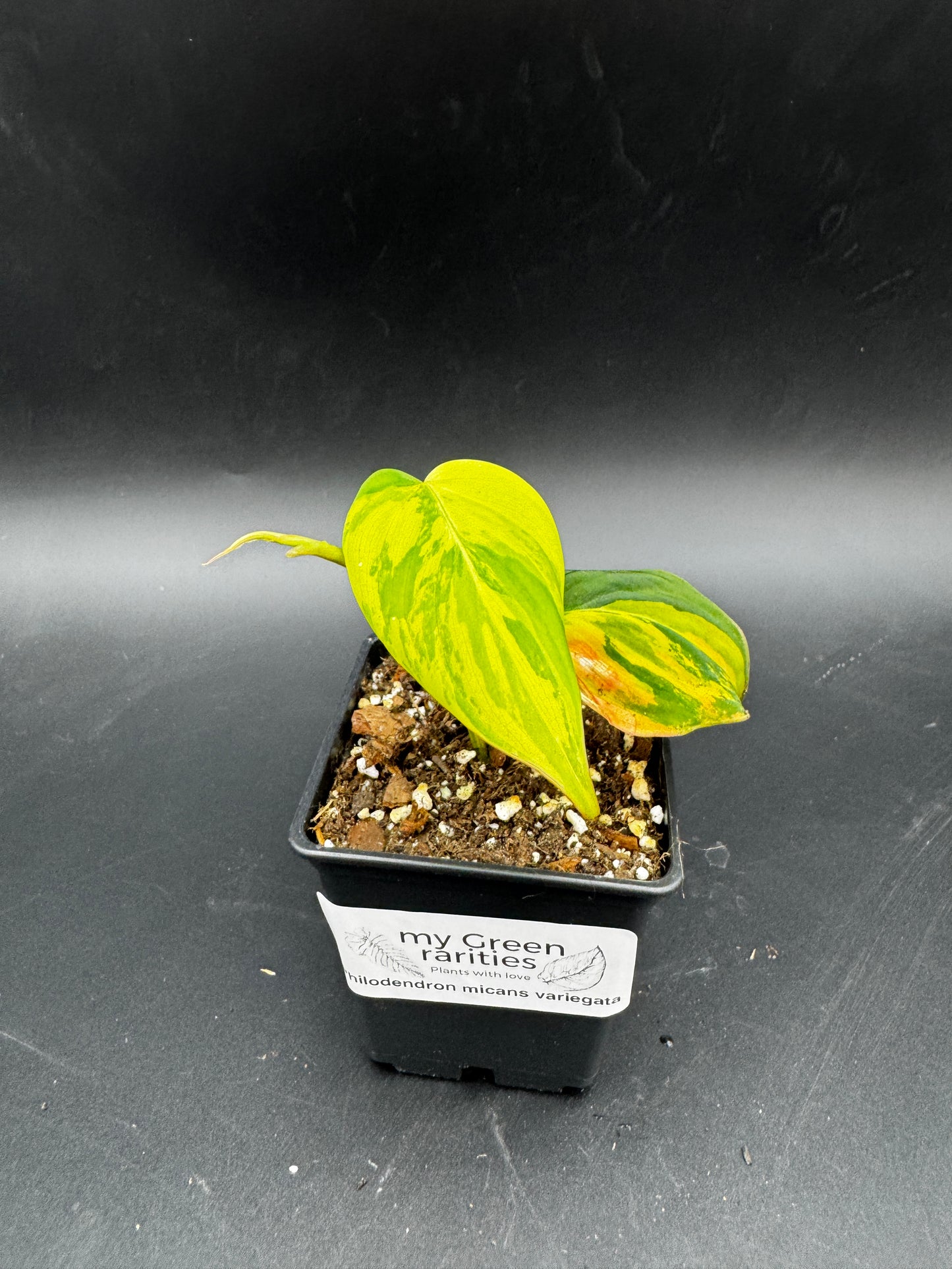 Philodendron micans variegata