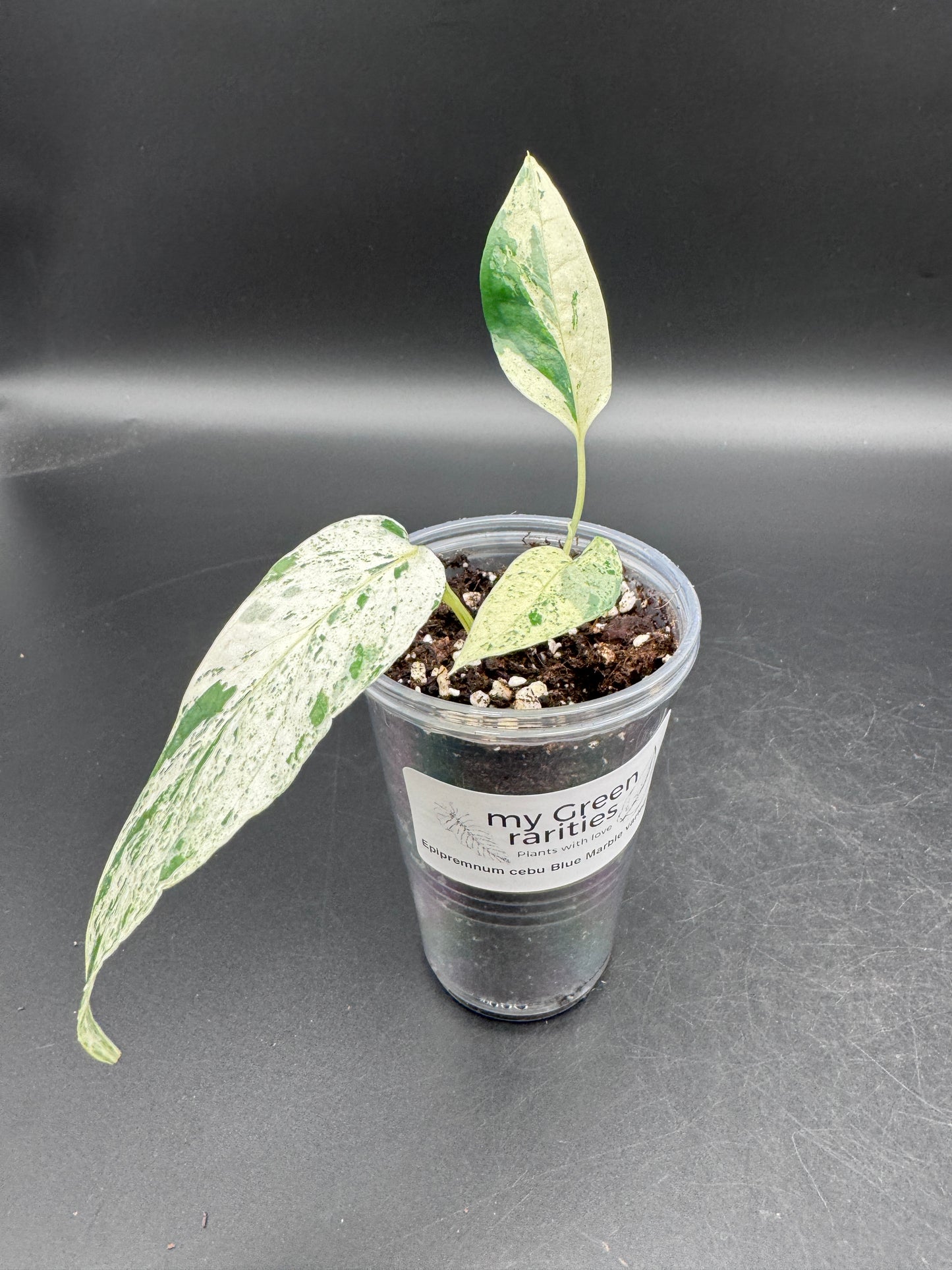 Epipremnum pinnatum Cebu Blue Marble variegata