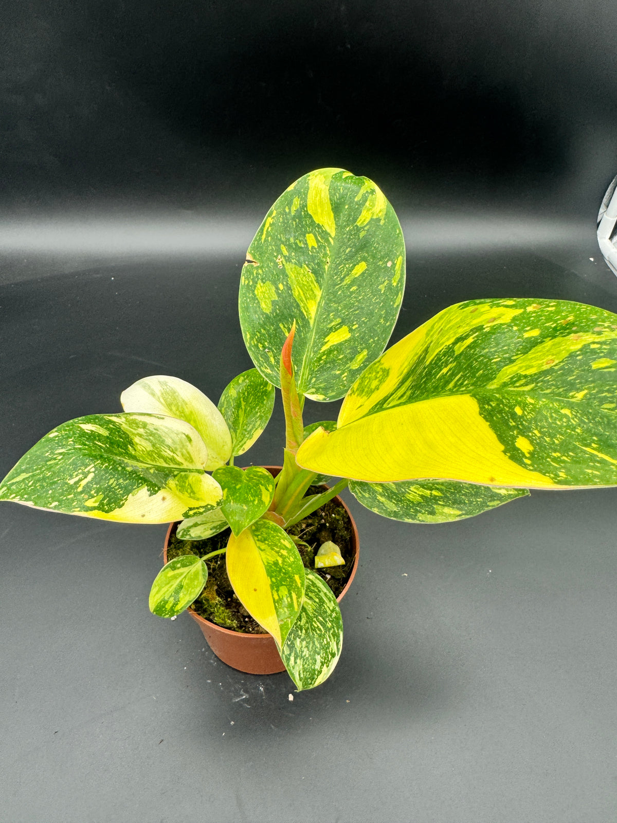 Philodendron Green Kongo variegata