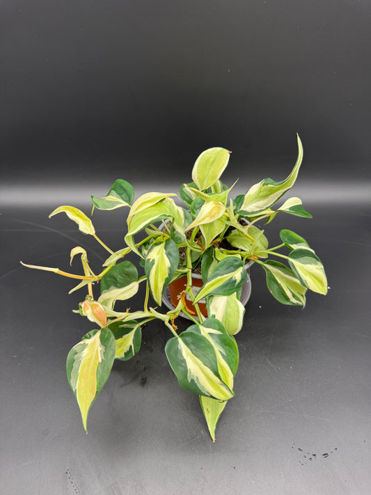 Philodendron cream splash